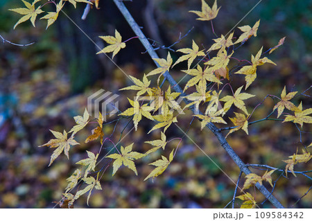 八幡山の秋を散策 八幡山の秋を散策 109584342