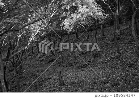 八幡山の秋を散策 109584347