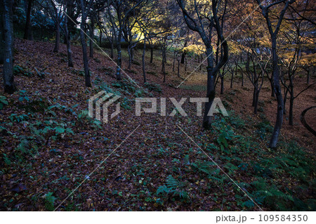 八幡山の秋を散策 109584350