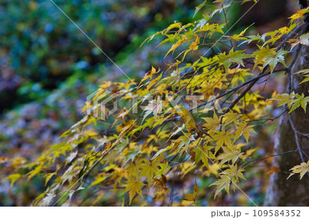 八幡山の秋を散策 八幡山の秋を散策 109584352