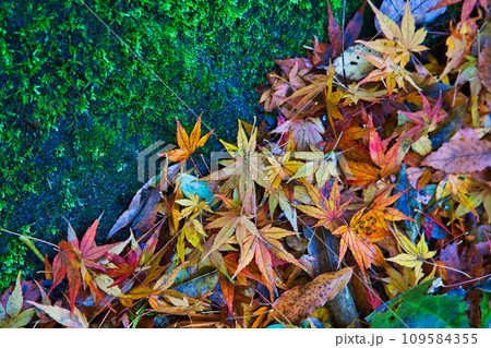 八幡山の秋を散策 八幡山の秋を散策 109584355