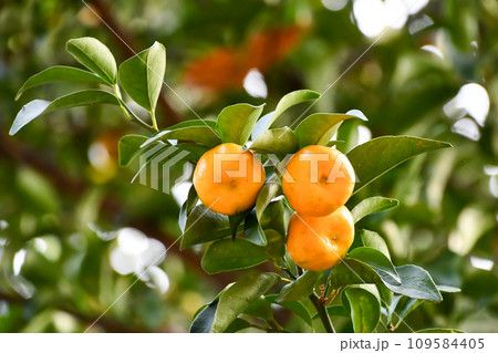 タチバナの実 109584405