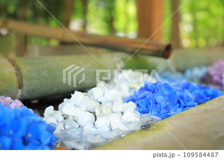 手水舎に浮かぶ紫陽花 手水舎に浮かぶ紫陽花 109584487