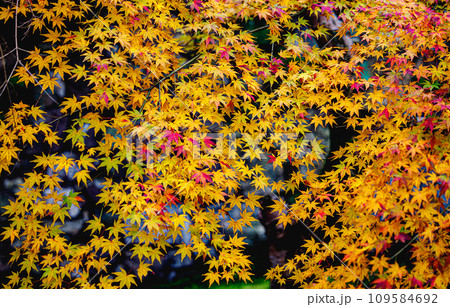 一休寺の紅葉 109584692