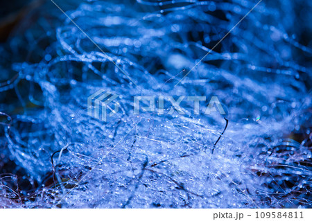 朝日に輝くひかりの世界 109584811