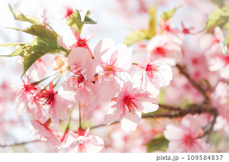 【春素材】満開の河津桜 【春素材】満開の河津桜 109584837