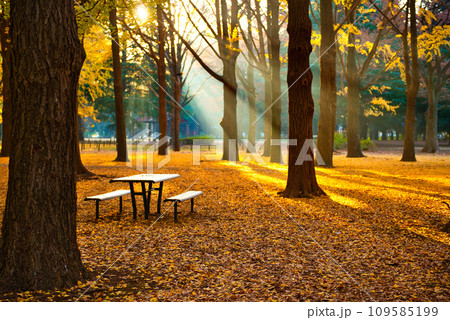 代々木公園の紅葉 晩秋の朝日に映える銀杏林の風景 109585199