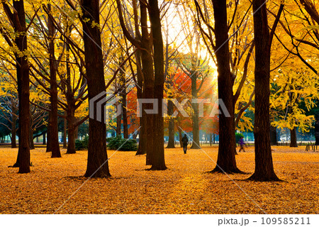 代々木公園の紅葉 晩秋の朝日に映える銀杏林の風景 109585211