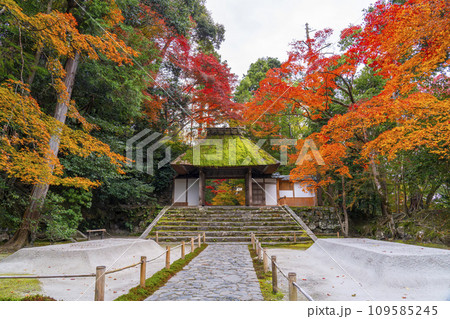 秋の京都　紅葉に包まれた法然院 109585245
