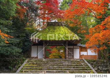 秋の京都　紅葉に包まれた法然院 109585246