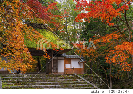 秋の京都　紅葉に包まれた法然院 109585248
