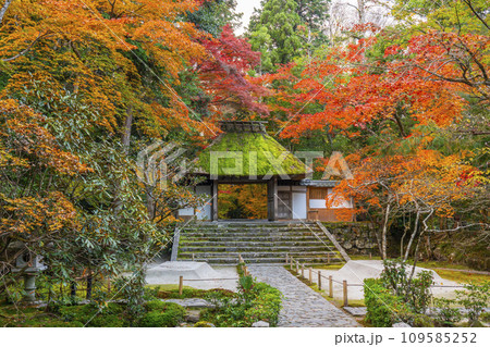 秋の京都　紅葉に包まれた法然院 109585252