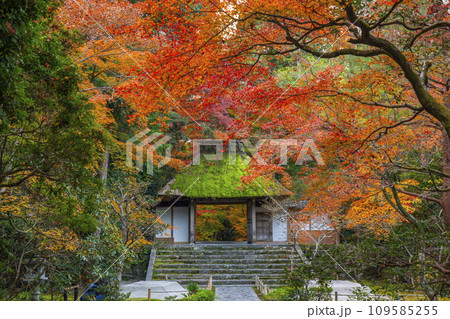 秋の京都　紅葉に包まれた法然院 109585255