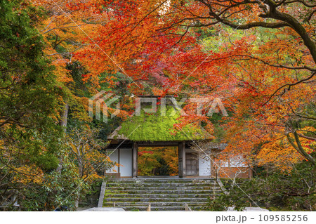 秋の京都 紅葉に包まれた法然院 秋の京都 紅葉に包まれた法然院 109585256