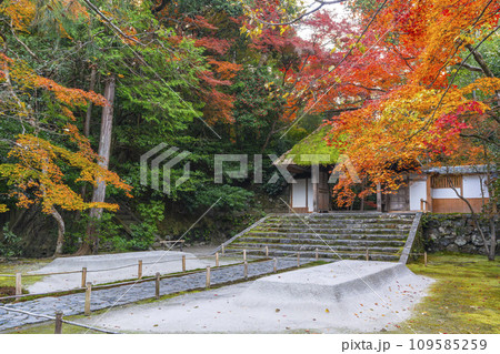 秋の京都　紅葉に包まれた法然院 109585259