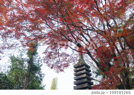 秋の法然院 紅葉と十重石塔 秋の法然院 紅葉と十重石塔 109585268