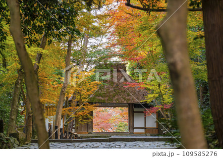 秋の京都　紅葉に包まれた法然院　山門 109585276