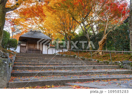 秋の京都　紅葉に包まれた安楽寺　山門 109585283