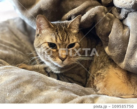 毛布にくるまれる猫 109585750