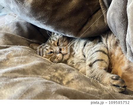 布団で眠る猫 109585752