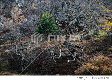 【小野のシダレグリ自生地】メドゥーサ【上伊那郡辰野町】 【小野のシダレグリ自生地】メドゥーサ【上伊那郡辰野町】 109586376
