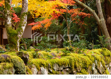 秋の滋賀県・湖東三山の一つ、西明寺の苔むした石垣と紅葉 109586602