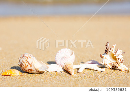 貝殻と砂浜 貝殻と砂浜 109586621