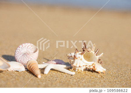 貝殻と砂浜 貝殻と砂浜 109586622