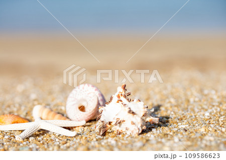 貝殻と砂浜 貝殻と砂浜 109586623