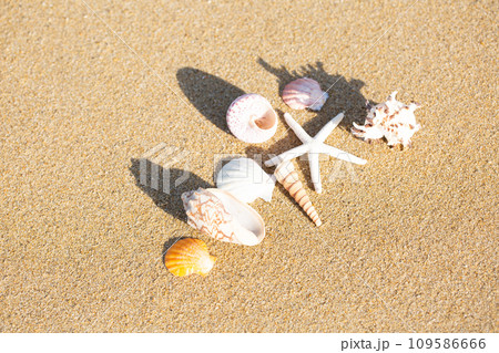貝殻と砂浜 貝殻と砂浜 109586666