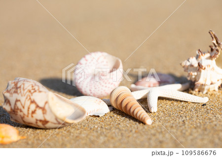 貝殻と砂浜 貝殻と砂浜 109586676