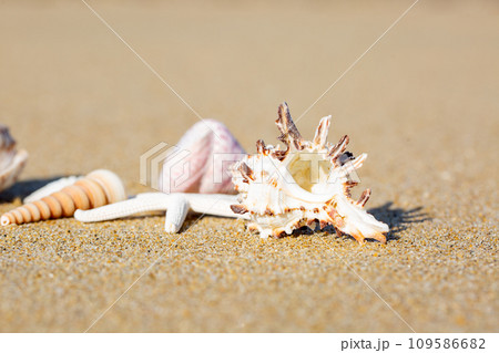 貝殻と砂浜 貝殻と砂浜 109586682