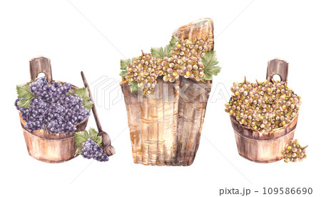 Winemaking harvest, wooden buckets, wicker basket with bunches of different grapes, grapevine Watercolor hand draw Illustration isolated on white background for your label winemaking, menu, wine list Winemaking harvest, wooden buckets, wicker basket with bunches of different grapes, grapevine Watercolor hand draw Illustration isolated on white background for your label winemaking, menu, wine list 109586690