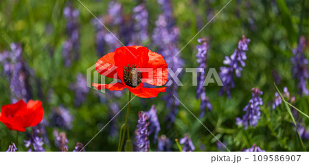 Red poppy in a meadow among blue flowers 109586907