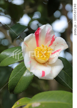 新春に華麗に咲いたピンクの椿 新春に華麗に咲いたピンクの椿 109587240