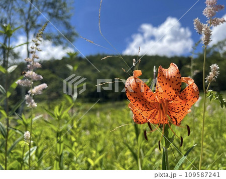 高原に咲くコオニユリ 高原に咲くコオニユリ 109587241