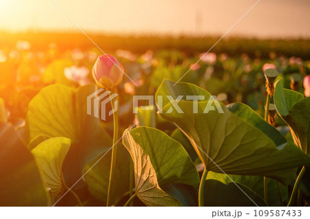 Sunrise in the field of lotuses, Pink lotus Nelumbo nucifera sways in the wind. Against the background of their green leaves. Lotus field on the lake in natural environment. 109587433