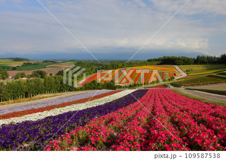 北海道上川郡美瑛町新星第三 四季彩の丘の展望花畑 見渡す限りのペチュニアなどの花畑の風景 北海道上川郡美瑛町新星第三 四季彩の丘の展望花畑 見渡す限りのペチュニアなどの花畑の風景 109587538