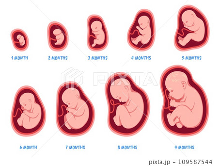 Stages of pregnancy. Fetal development process, human embryo growth cycle, nine months stages, foetus in womb, gynecology, human reproduction, isolated illustration, tidy vector set 109587544