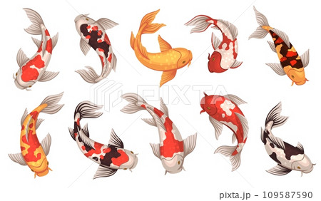 Colored koi fish. Japanese carps, spotted underwater oriental creatures, traditional inhabitants of decorative chinese ponds, asian goldfish swimming in lake, lucky symbol, tidy vector set Colored koi fish. Japanese carps, spotted underwater oriental creatures, traditional inhabitants of decorative chinese ponds, asian goldfish swimming in lake, lucky symbol, tidy vector set 109587590