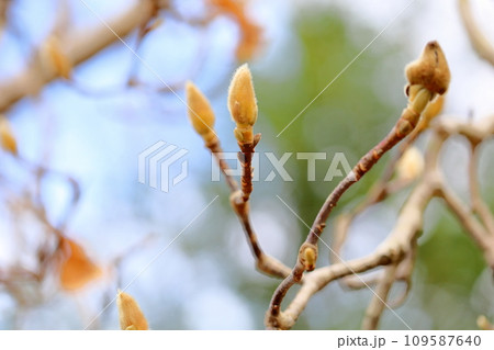 ハクモクレンの芽 ハクモクレンの芽 109587640