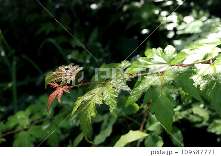 雨に濡れたの葉 109587771