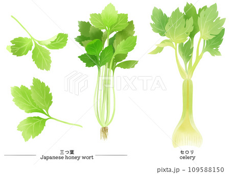水彩で描いたセロリと三つ葉のイラスト素材セット 水彩で描いたセロリと三つ葉のイラスト素材セット 109588150