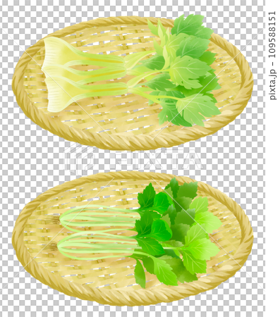 Illustration set of celery and mitsuba on a colander 109588151