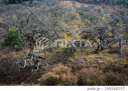 【小野のシダレグリ自生地】メドゥーサ【上伊那郡辰野町】 109588257