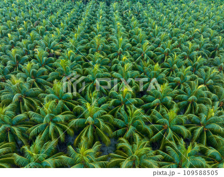 palm trees with coconut grow on it in field 109588505