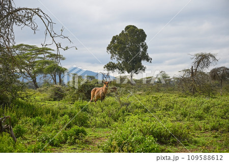 Wild African Waterbuck antelope male grazing in a meadow, Kenya 109588612