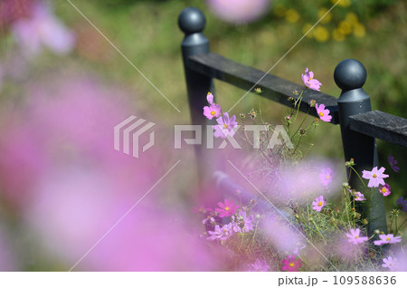 岸辺のコスモス 109588636