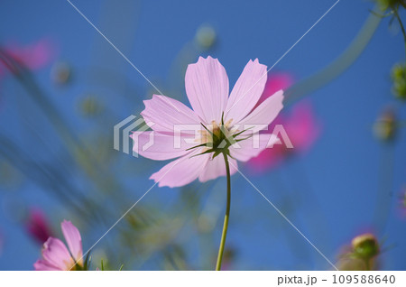 岸辺のコスモス 109588640