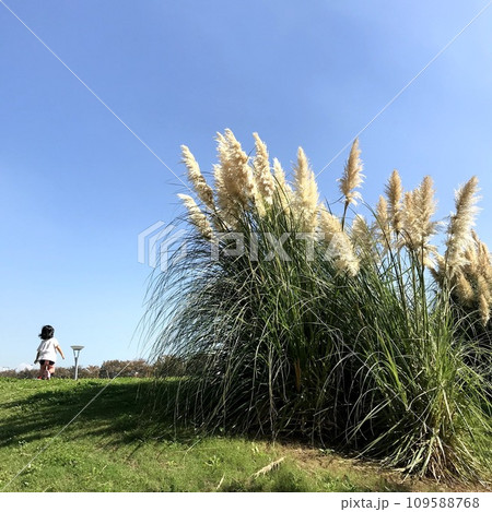 大きなパンパスグラスと子ども 大きなパンパスグラスと子ども 109588768